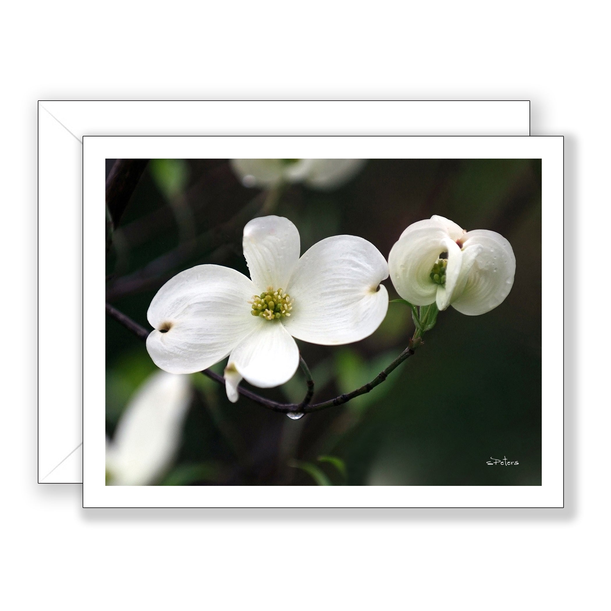 Delightful Dogwood Notecard - Blank Art Card